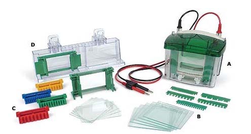 Bio-Rad 小垂直板电泳槽 Mini-Protean Tetra Electrophoresis System