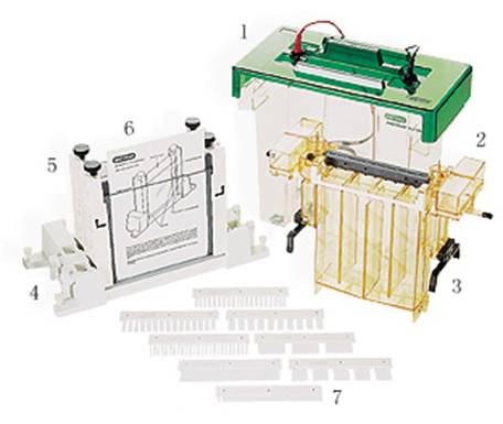 美国Bio-rad伯乐PROTEAN II xi 和XL 垂直电泳槽