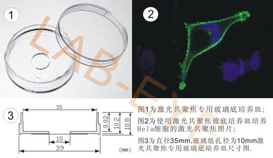 LAB-EYE YK系列35mm激光共聚焦专用玻离底培养皿