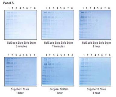 GelCode蓝色安全蛋白染色试剂