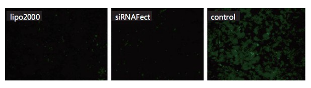 siRNA Fect Transfection ReagentsiRNA 转染试剂